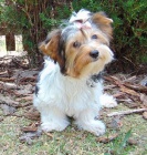 Biewer yorkshire terrier - fene�ka s PP