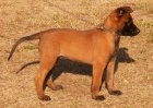 �t�n� BO Malinois s PP - pejsek