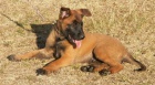 �t�n� BO Malinois s PP - pejsek