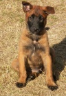 �t�n� BO Malinois s PP - pejsek