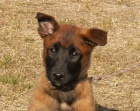 �t�n� BO Malinois s PP - pejsek