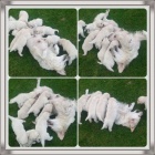 Zlat� retr�vr - golden retriever �t���tka s PP