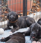 Irsk� vlkodav, �t���tka s PP