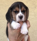 Beagle - b�gl s PP