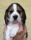 Beagle - b�gl s PP