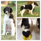 �t���tka barzoje