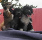 ��nsk� chocholat� pes