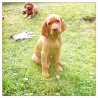 Ma�arsk� oha� - posledn� �t�n�