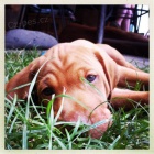 Ma�arsk� oha� - posledn� �t�n�