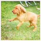 Ma�arsk� oha� - posledn� �t�n�