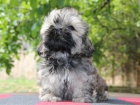 Shih-tzu, �i-tzu �t���tka s PP