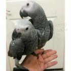 �ako kongo papou�ci pro prodej