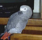 �ako kongo papou�ci pro prodej