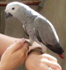 �ako kongo papou�ci pro prodej