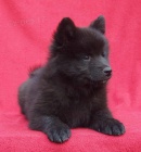 N�meck� �pic velk� �ern� prod�m �t��ata s PP