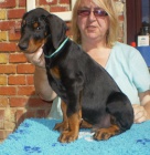 dobrman- �ern� pejsek, �t�n� s PP