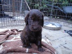 Flat coated retriever s PP. hn�d� a �ern� barva