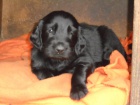 Flat coated retriever s PP. hn�d� a �ern� barva