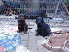 Flat coated retriever s PP. hn�d� a �ern� barva