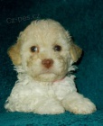 Lagotto Romagnolo - italsk� vodn� pes
