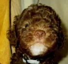 Lagotto Romagnolo - italsk� vodn� pes
