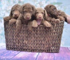 Chesapeake bay retriver s PP(jako hn�d� labrador)