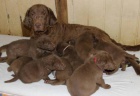Chesapeake bay retriver s PP(jako hn�d� labrador)