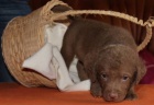Chesapeake bay retriver s PP(jako hn�d� labrador)