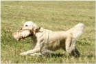 �t���tka - Zlat� retriever s PP 