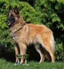 Belgick� ov��k Tervueren �t��ata s PP