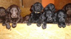 Flat coated retriever s PP �ern�, hn�d� �t�n�tka