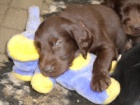 Flat coated retriever s PP �ern�, hn�d� �t�n�tka