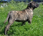 PROD�M �t�n� Dogo Canario