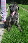 PROD�M �t�n� Dogo Canario