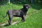 PROD�M �t�n� Dogo Canario