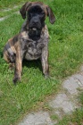 PROD�M �t�n� Dogo Canario