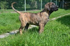 PROD�M �t�n� Dogo Canario