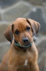 Rhod�sk� ridgeback - �t���tka s PP