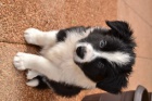 Prod�m �istokrevn� �t�nata Border kolie