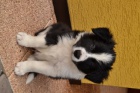 Prod�m �istokrevn� �t�nata Border kolie