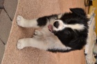 Prod�m �istokrevn� �t�nata Border kolie