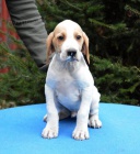 Prod�m pointer �t�n�