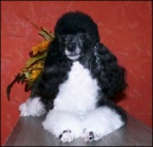 Pudl trpasli�� v�cebarevn� - Harlek�n /�ernob�l�/