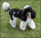 Pudl trpasli�� v�cebarevn� - Harlek�n /�ernob�l�/