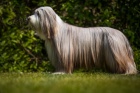Bearded collie / kolie - �t���tka