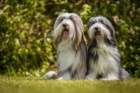 Bearded collie / kolie - �t���tka
