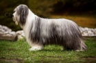 Bearded collie / kolie - �t���tka