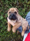 �arpej, Shar-pei