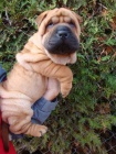 �arpej, Shar-pei