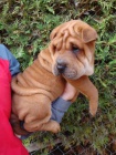 �arpej, Shar-pei